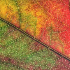 Comptine of Another Day