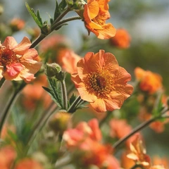 Sunlit Backpack Journey