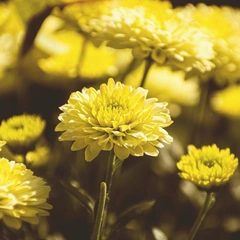 Cover art for Playground Voltage