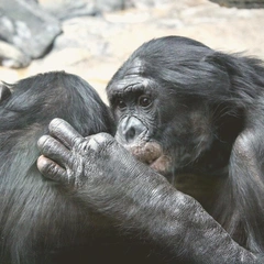 Fading Light on the Keys