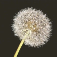 Garden of Falling Starlight