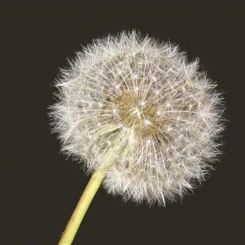 Arte da capa para Garden of Falling Starlight