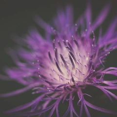 Cover art for Loft on a Rainy Night