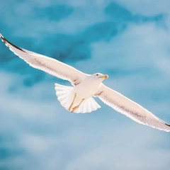 Woven Through the Canopy