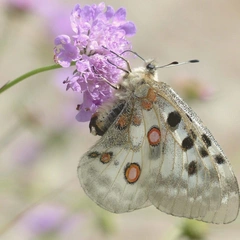 Silver Leaves Falling