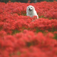 Joyful Holiday Celebration