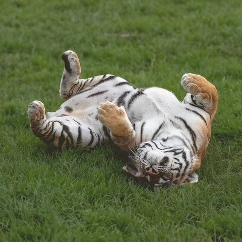 Cover art for Happy Little Intro