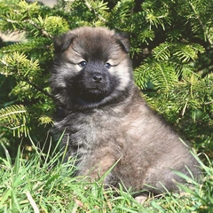Little Rays Of Ukulele