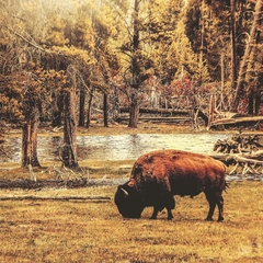 Golden Harvest Dance