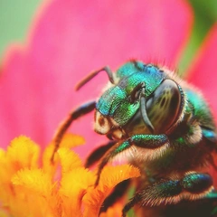 Shimmering Heights Ascend