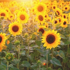 A Gentle Heart's Journey