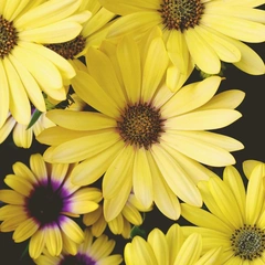 Sunset in Slow Motion