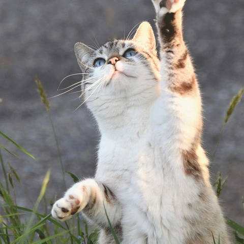 Coverbild für Retro Heartbeat