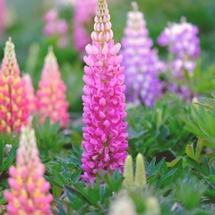 Holiday Window Waltz