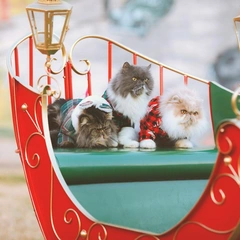 Stroll Through the Park