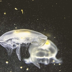 Stillness of the Tide