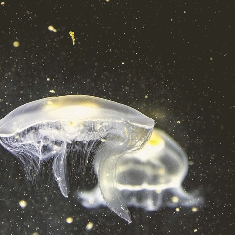 Portada para Stillness of the Tide