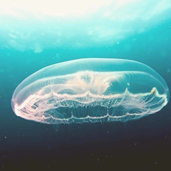 Cover art for Glass Garden