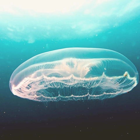 Cover art for Glass Garden