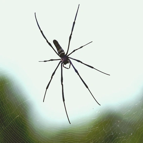 Arte da capa para Signal in the Deep