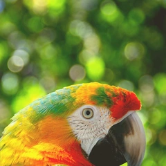 Rhythm of the Good Times