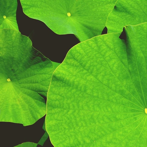 Pochette pour Drop the Gravity