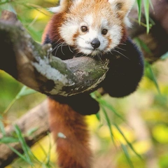 Ukulele Afternoon Giggles