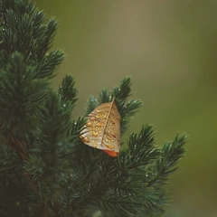 Ashes of a Summer Waltz