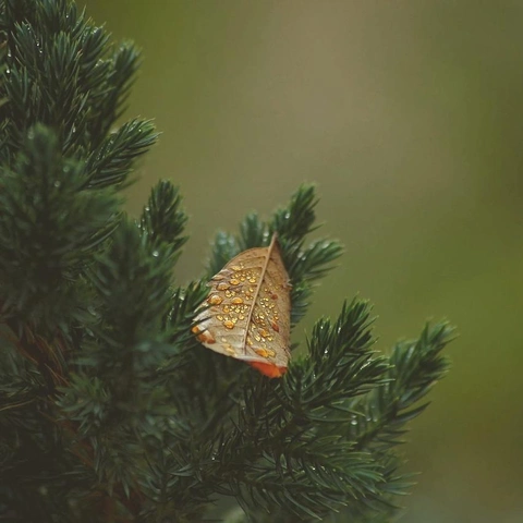 Pochette pour Ashes of a Summer Waltz