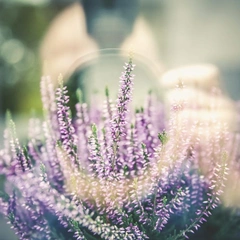 Silver Threads of Dawn