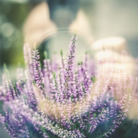 Silver Threads of Dawnのジャケット画像