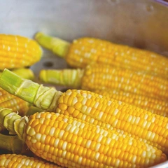 Sunlit Morning Dance