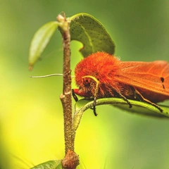 Cover art for Playful Punctuation