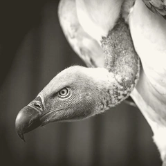 Cover art for Silence Before Impact