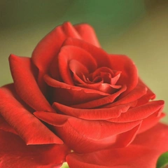 Cover art for Waltz of Embers