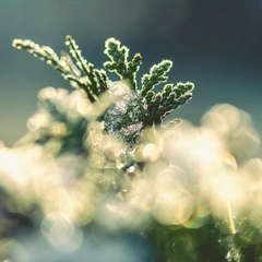 Cover art for Improvisation for a Lost Photograph