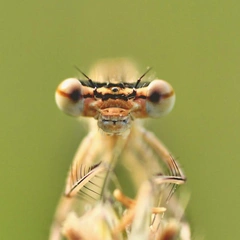 Jazz for a Juggling Clown