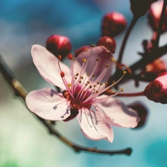 Where Starlight Learns to Fall