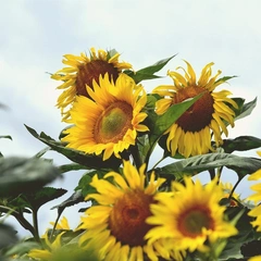 A Quiet Path Unfolding