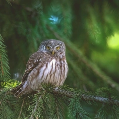 Operation Banana Peel