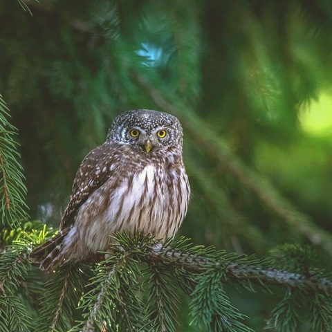 Operation Banana Peelのジャケット画像